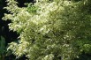Érable à feuilles de frêne