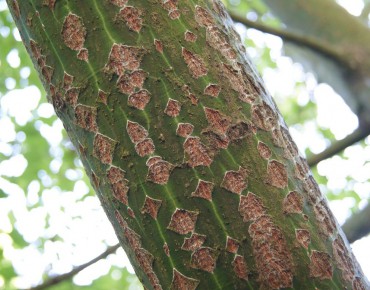 Erable Jaspé - Acer pensylvanicum