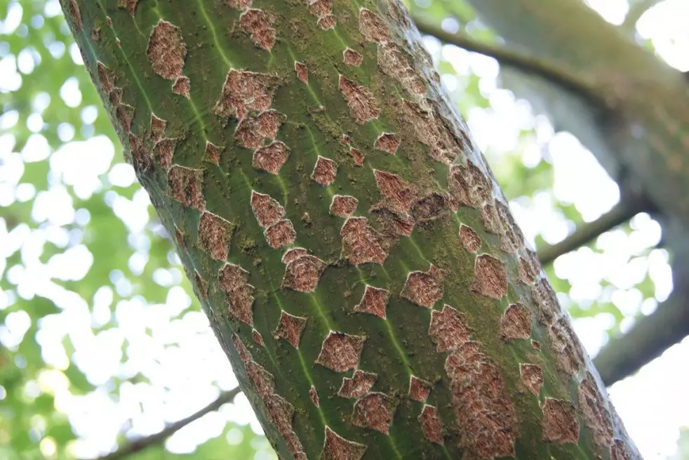 Erable Jaspé - Acer pensylvanicum