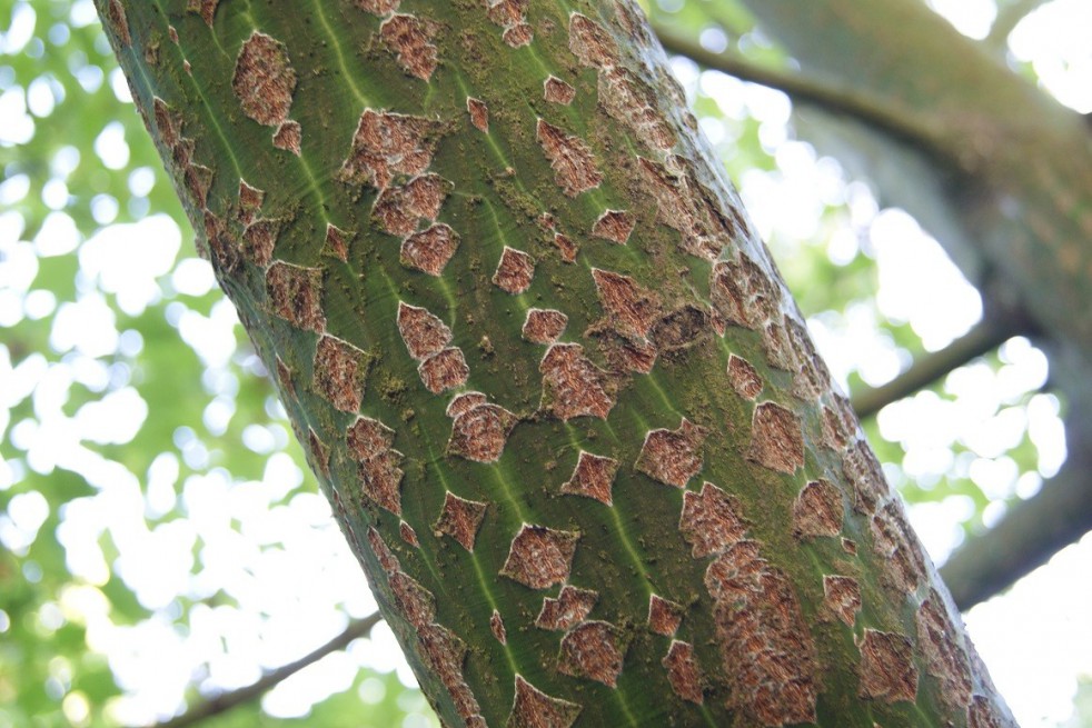 Slangehuidesdoorn - Acer pensylvanicum