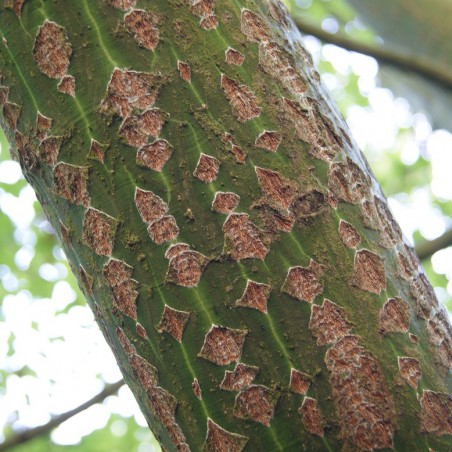 Erable Jaspé - Acer pensylvanicum