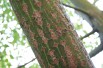 Slangehuidesdoorn - Acer pensylvanicum