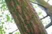 Striped maple - Acer pensylvanicum