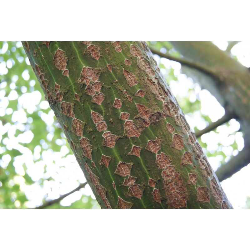 Érable Jaspé Acer pensylvanicum