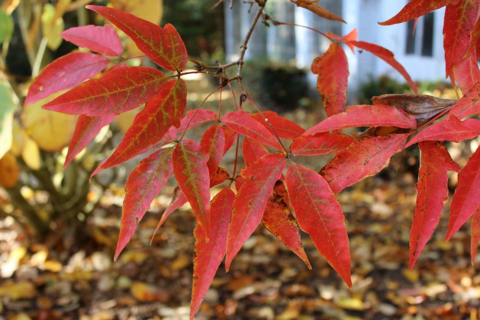 Three-Flower Maple