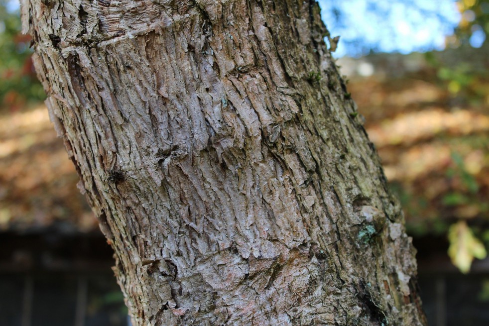 Érable à écorce rugueuse Érable à écorce rugueuse