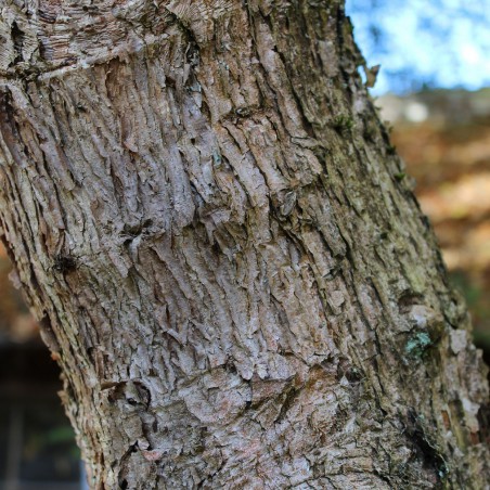 Three-Flower Maple