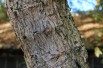 Three-Flower Maple