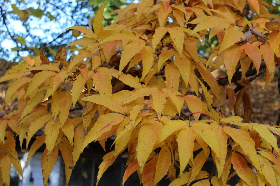 Three-Flower Maple