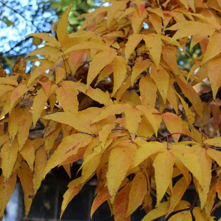 Érable à écorce rugueuse