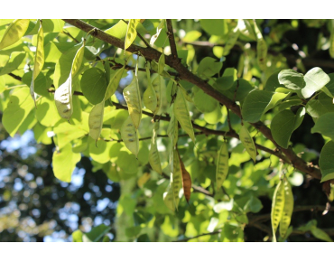 Eastern Redbud