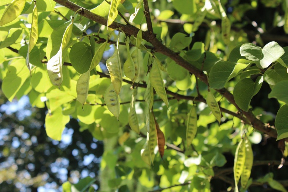 Gainier du Canada Gainier du Canada