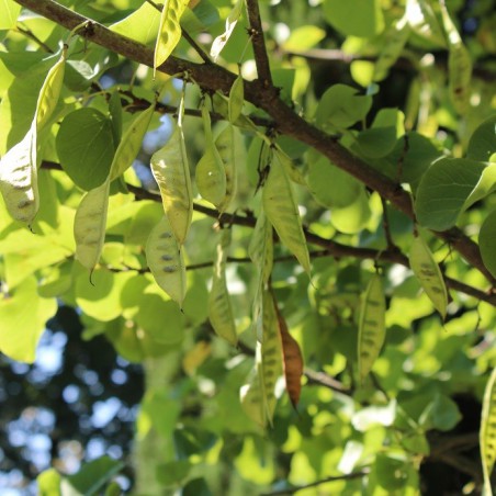 Amerikaanse Judasboom