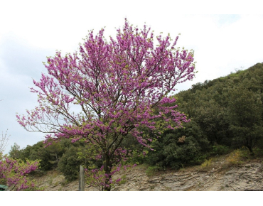 Eastern Redbud