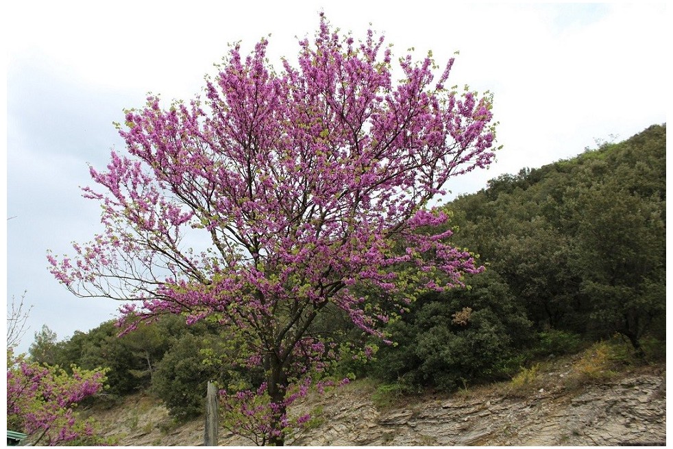 Eastern Redbud