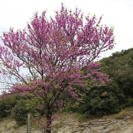 Eastern Redbud