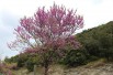Eastern Redbud