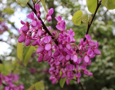 Eastern Redbud