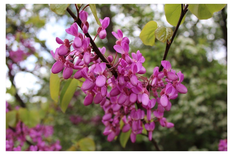 Eastern Redbud