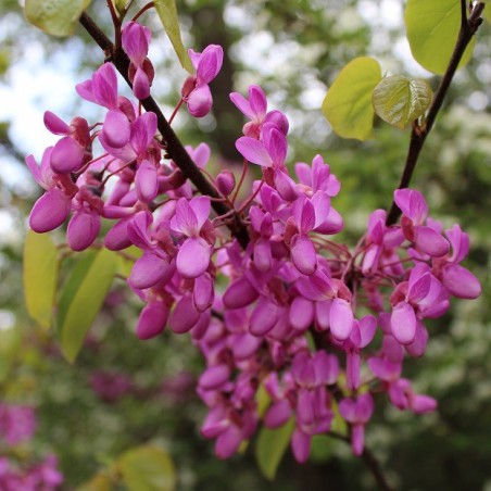 Eastern Redbud