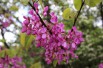 Eastern Redbud
