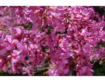 Eastern Redbud
