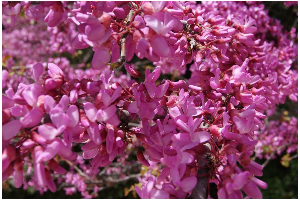 Eastern Redbud Eastern Redbud
