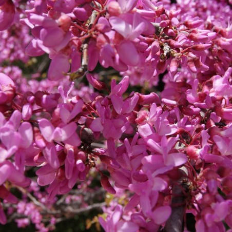 Eastern Redbud