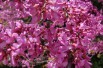 Eastern Redbud