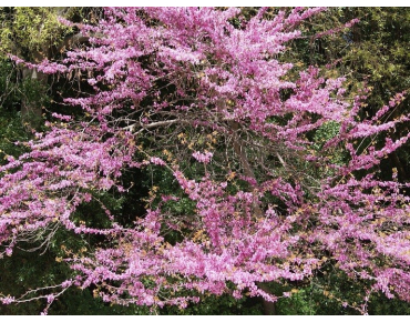 Eastern Redbud