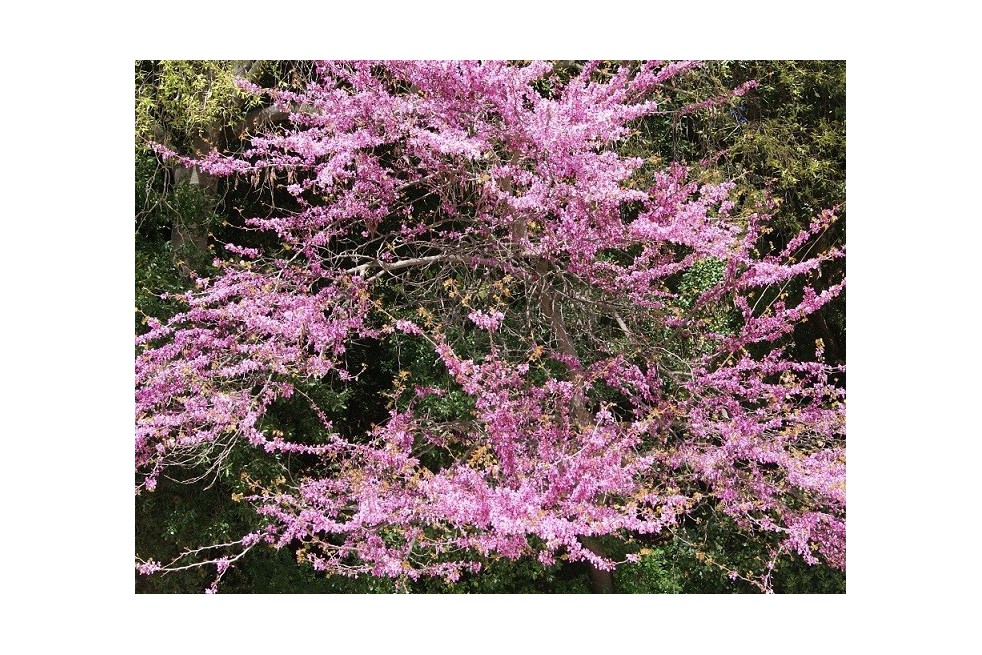 Eastern Redbud