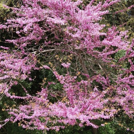 Eastern Redbud