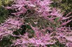 Eastern Redbud
