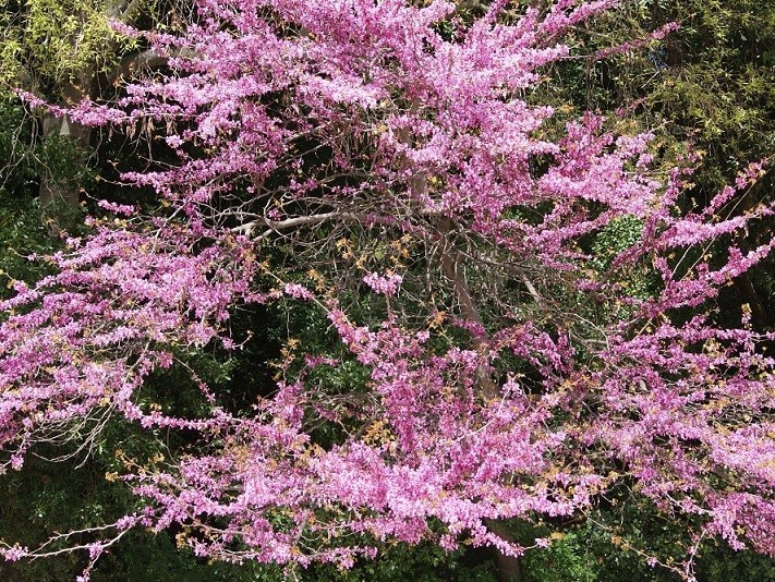 Eastern Redbud