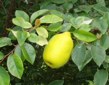 Chinese Quince
