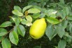Chinese Quince
