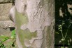 Chinese Quince