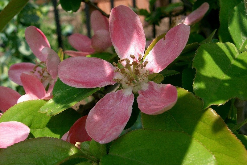 Chinese Quince
