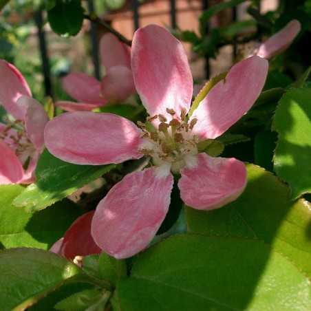 Chinese Quince