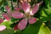 Chinese Quince