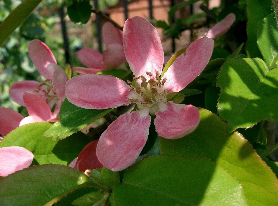 Chinese Quince