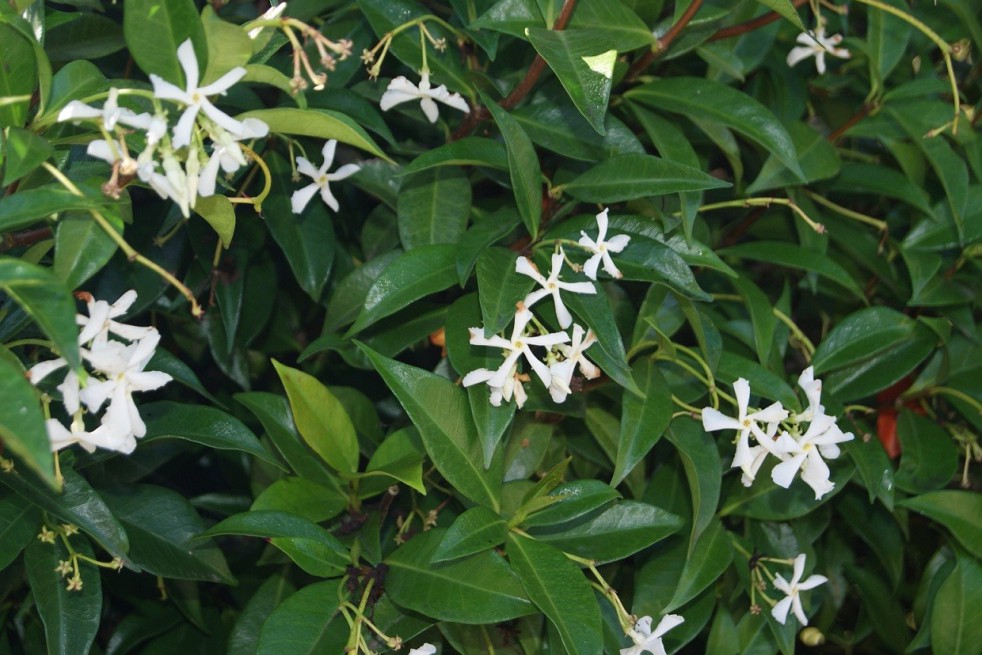 Star Jasmine