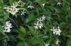 Star Jasmine