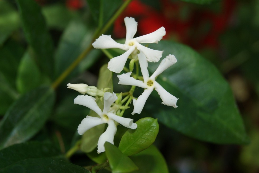 Star Jasmine