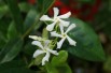 Star Jasmine