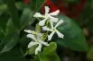 Star Jasmine