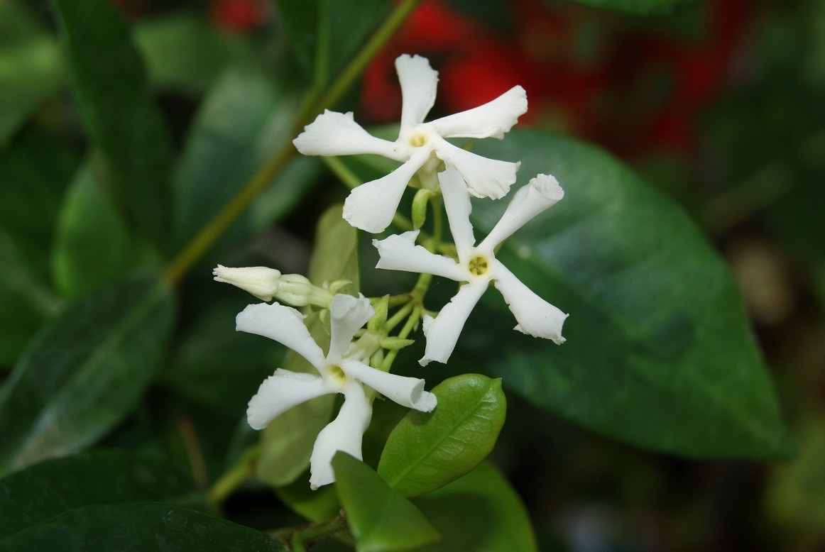 Star Jasmine