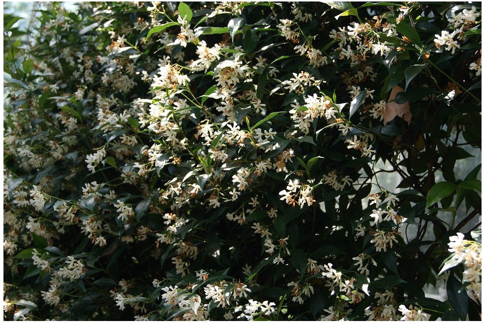 Star Jasmine