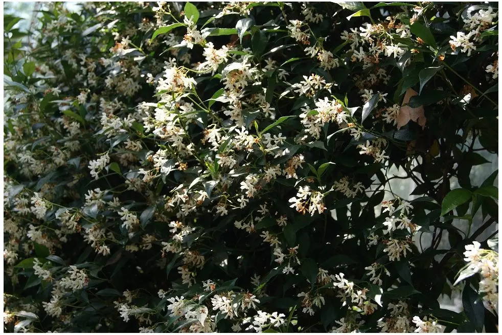 Star Jasmine