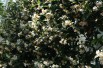 Star Jasmine